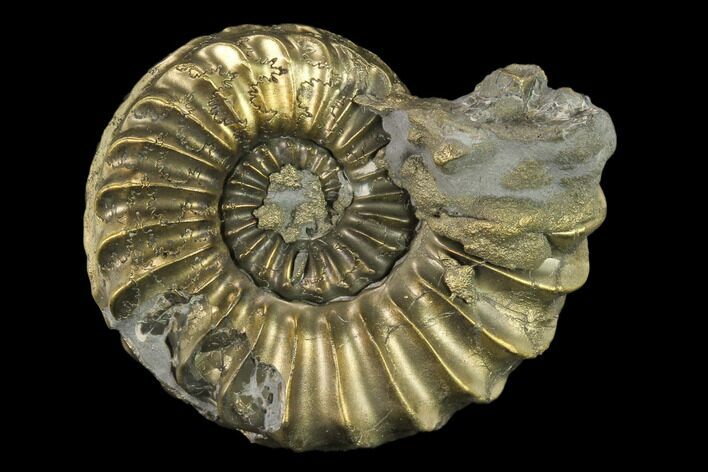 Pyritized (Pleuroceras) Ammonite Fossil - Germany #131094